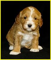 Ellie Flicker pups 4 wks old 181