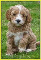 Ellie Flicker pups 5 wks old 401