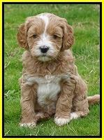 Ellie Flicker pups 5 wks old 421