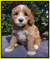 Ellie Flicker pups 6 wks old 361