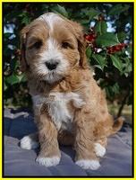 Ellie Flicker pups 6 wks old 371