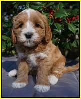 Ellie Flicker pups 6 wks old 381