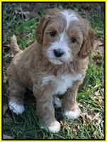 Ellie Flicker pups 6 wks old 391