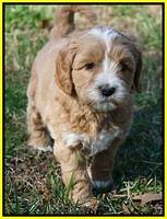 Ellie Flicker pups 6 wks old 411
