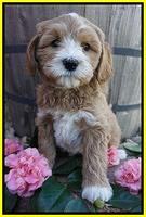 Ellie Flicker pups 7 wks old 281