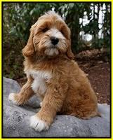 Ellie and Flicker pups 8 wks old 4 92