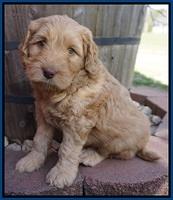 BB Gus pups 6 wks old 41