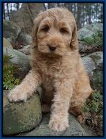BB Gus pups 8 wks old 1100