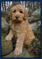 BB Gus pups 8 wks old 2100