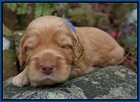 BB gus pups 2 wks old 21