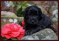 BB Gus pups 4 wks old 41