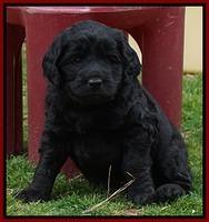 BB Gus pups 5 wks old 101