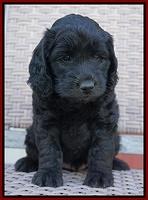 BB Gus pups 6 wks old 101