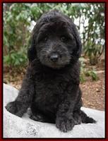 BB Gus pups 8 wks old 8100