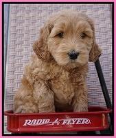 BB Gus pups 6 wks old 131