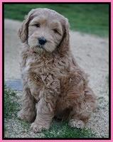 BB Gus pups 7 wks old 121
