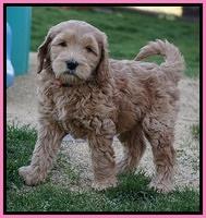BB Gus pups 7 wks old 131