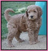 BB Gus pups 7 wks old 141