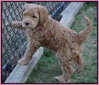 BB Gus pups 7 wks old 151