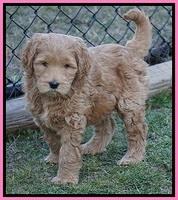 BB Gus pups 7 wks old 161