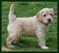 BB Gus pups 5 wks old 151