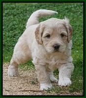 BB Gus pups 5 wks old 161