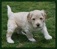 BB Gus pups 5 wks old 181