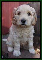 BB Gus pups 6 wks old 171