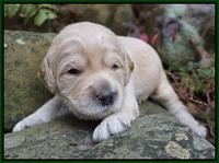 BB gus pups 2 wks old 121
