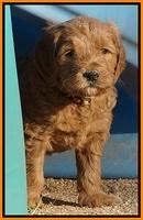BB Gus pups 5 wks old 241