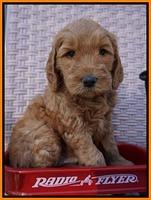 BB Gus pups 6 wks old 221