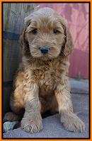 BB Gus pups 6 wks old 231