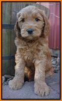 BB Gus pups 6 wks old 241