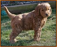 BB Gus pups 7 wks old 281