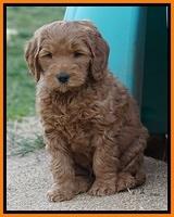 BB Gus pups 7 wks old 291
