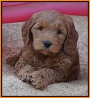 BB Gus pups 7 wks old 311