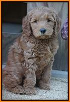 BB Gus pups 7 wks old 321