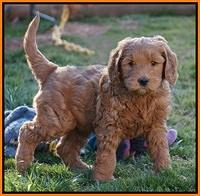 BB Gus pups 7 wks old 331