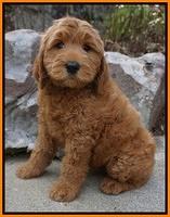 BB Gus pups 8 wks old 462