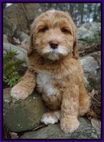Trotter famiy: Penny Service dog train by CPT