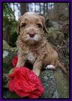 BB Gus pups 4 wks old 161