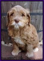 BB Gus pups 6 wks old 251