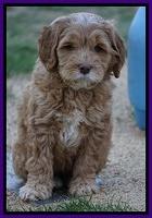 BB Gus pups 7 wks old 401