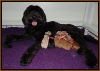 BB Gus pups Newborn 71