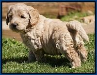 Dreamer Cash Pups 5 wks old 11