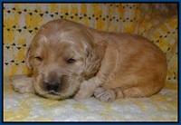 Dreamer Cash pups 2 wks old 11