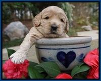 Dreamer Cash pups 3 wks old 11