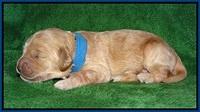 Dreamer cash pups 1 wk old 21
