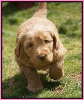 Dreamer Cash Pups 5 wks old 51