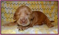 Dreamer Cash pups 2 wks old 31
